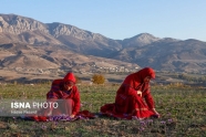 تصاویر: طلای سرخ گلستان