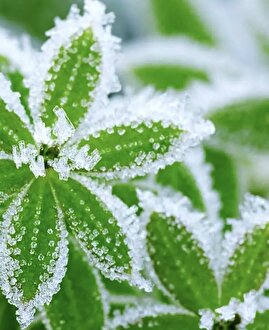 سرمای بی ‌هنجار در انتظار شمال کشور/ هشدار سرمازدگی باغات در ۱۳ استان