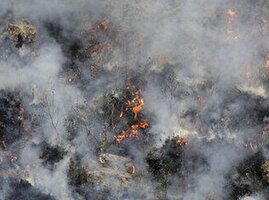 حتی ۵۰ هواپیما هم آتش جنگل‌های هیرکانی را نمی‌خواباند | خسارت توسعه شهری بیش از آتش است